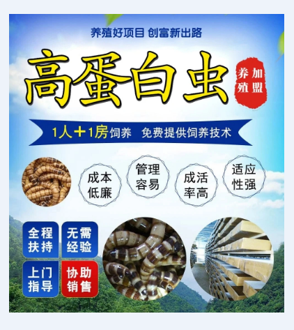 蛋白蟲的蛋白帶走養殖前景怎樣貴州源農鑫帶你走上致富路