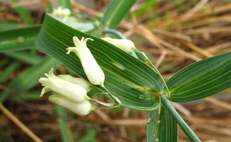 黃精種植 (11).jpg