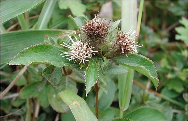 苍术种植 (7).jpg