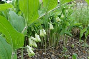 黄精种植 (9).jpg