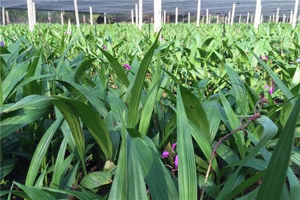 白芨种植 (1).jpeg