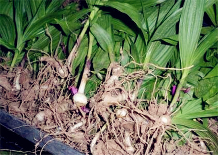 白芨种植 (1).jpg