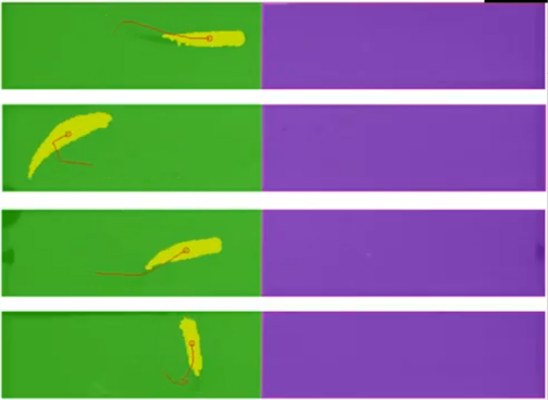 斑马鱼行为分析1.png